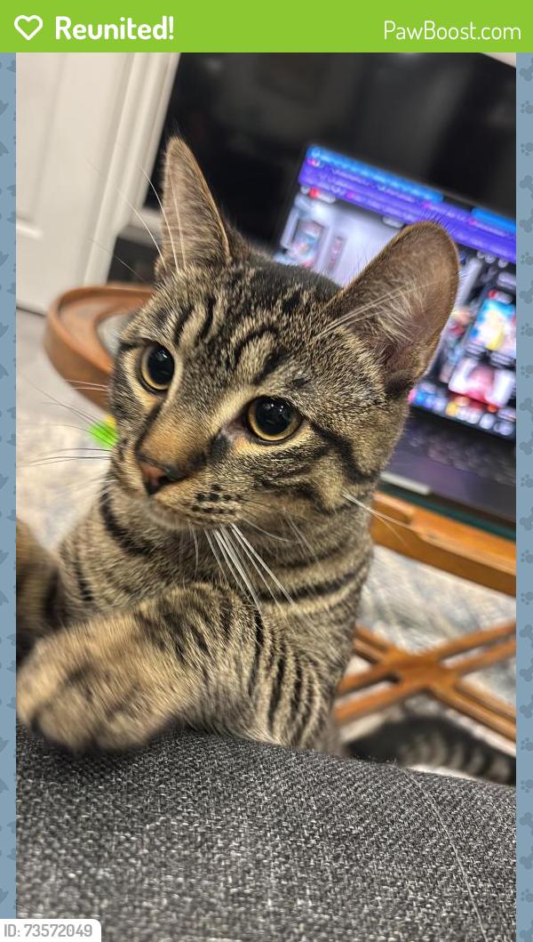 Reunited Male Cat last seen Blenheim and SW Marine Dr, Vancouver, BC V6N 1R3