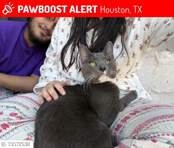 Lost Male Cat last seen W Airport Blvd & Fondren Meadow Dr, Houston, TX 77071