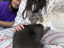 Lost Male Cat last seen W Airport Blvd & Fondren Meadow Dr, Houston, TX 77071