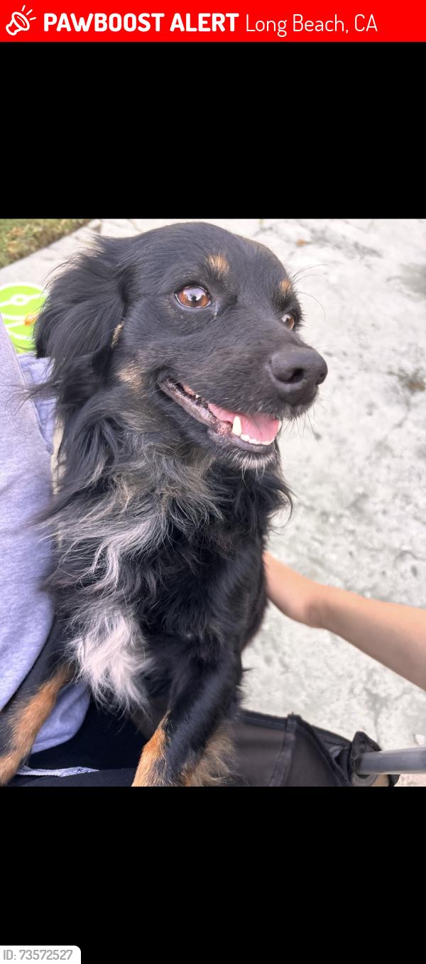 Lost Male Dog last seen Near West Taylor St Long Beach, ca, Long Beach, CA 90805