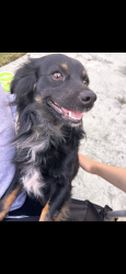 Lost Male Dog last seen Near West Taylor St Long Beach, ca, Long Beach, CA 90805