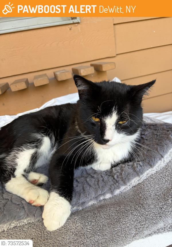 Found/Stray Male Cat last seen Talbots, DeWitt, NY 13066