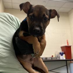 Shelter Stray Male Dog last seen , 2350 Appling City Cove, Memphis, TN 38133, USA
