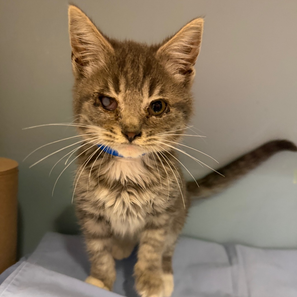 Shelter Stray Male Cat last seen , 4500 N Access Rd, Chattanooga, TN 37415, USA