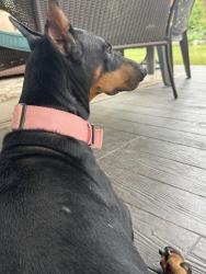 Found/Stray Female Dog last seen Sweet Cloud, Denton, TX 76210