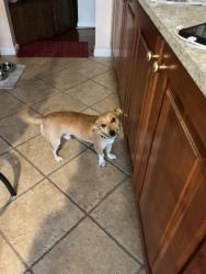 Reunited Male Dog last seen Roundwood Ridge Road and Rosslare Ridge. Down service road into woods, Mays Chapel, MD 21093