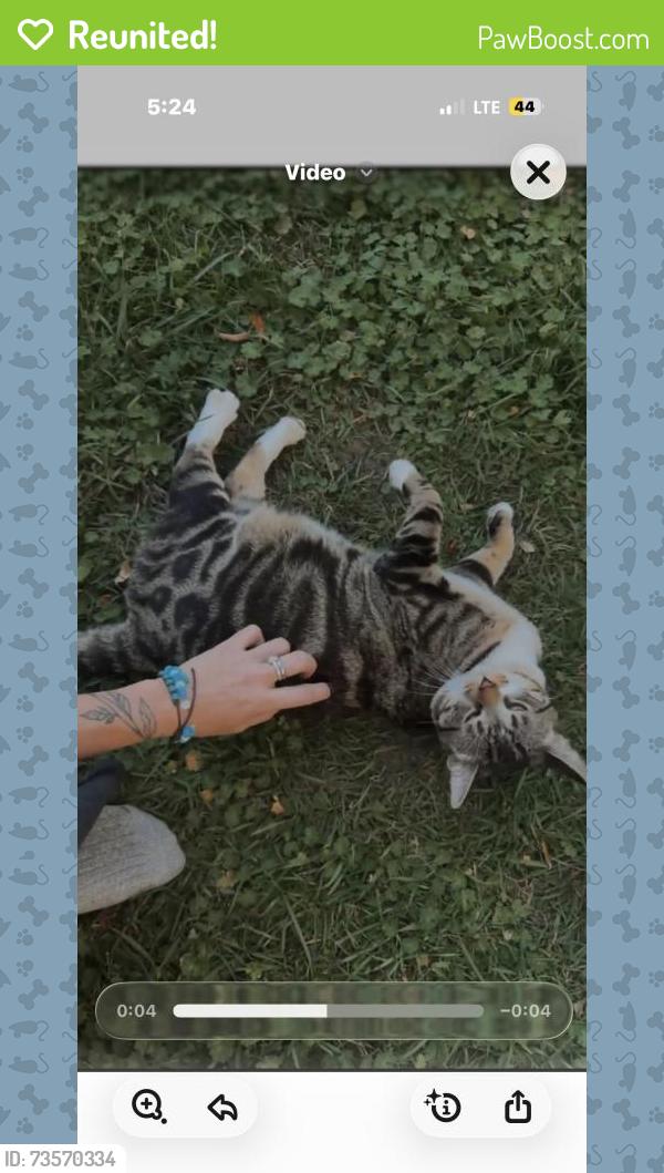 Reunited Male Cat last seen East Hills, Grand Rapids, MI, USA, Grand Rapids, MI 49503