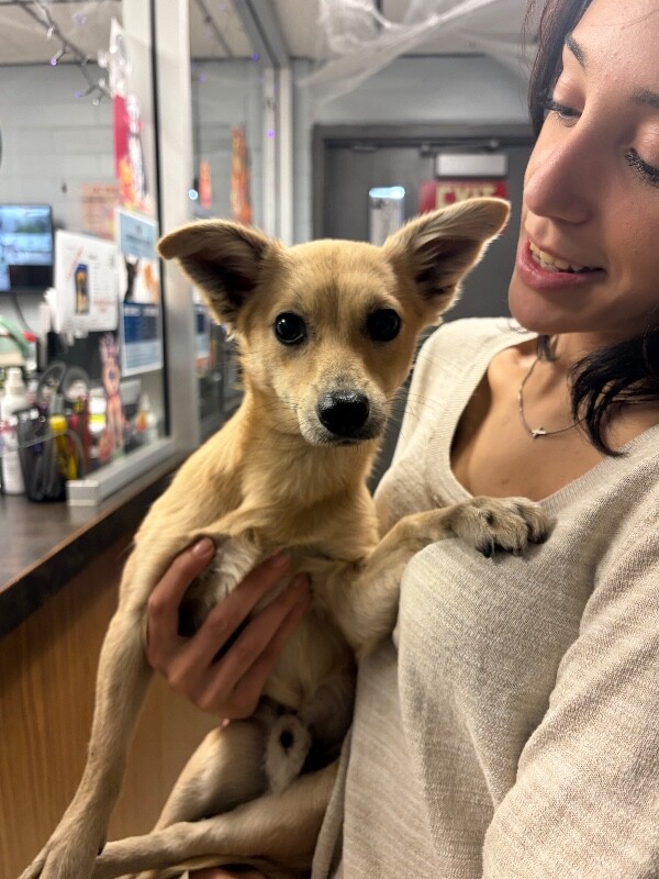 Shelter Stray Male Dog last seen Near Togninali Ln, Stockton, CA 95206, USA, 1575 S Lincoln St, Stockton, CA 95206, USA