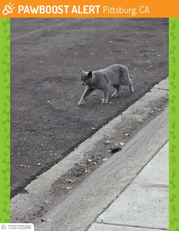 Found/Stray Unknown Cat last seen Alturas Ave In Pittsburg, Pittsburg, CA 94565