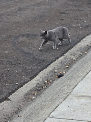 Found/Stray Unknown Cat last seen Alturas Ave In Pittsburg, Pittsburg, CA 94565