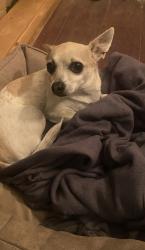 Reunited Male Dog last seen Near Eastridge Dr, Dallas, TX 75231