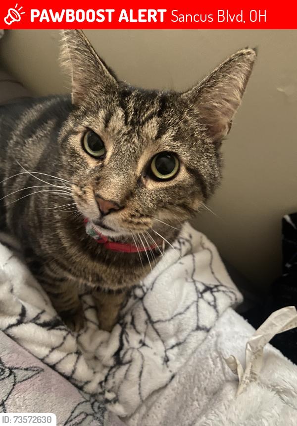 Lost Male Cat last seen Aparment complex, Sancus Blvd, OH 43081
