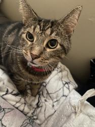 Lost Male Cat last seen Aparment complex, Sancus Blvd, OH 43081