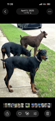 Lost Male Dog last seen GUYER high school, Denton, TX 76210