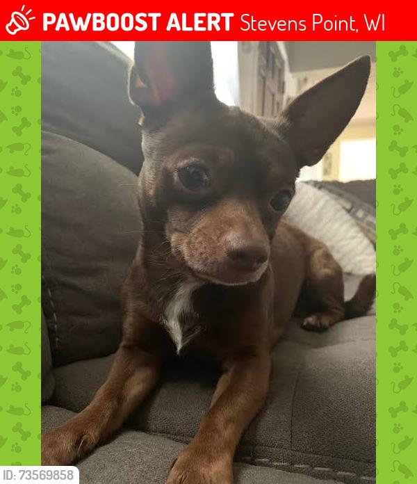 Lost Male Dog last seen Clarke and east bayshore, Stevens Point, WI 54481