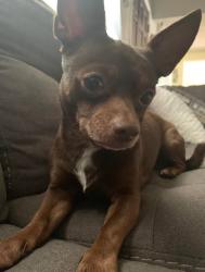 Lost Male Dog last seen Clarke and east bayshore, Stevens Point, WI 54481