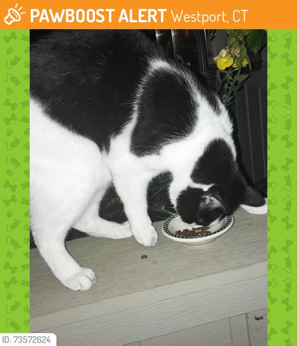 Found/Stray Unknown Cat last seen Whitney Glen cndmnium off East Main Street, Westport, Westport, CT 06880
