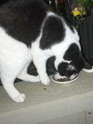 Found/Stray Unknown Cat last seen Whitney Glen cndmnium off East Main Street, Westport, Westport, CT 06880