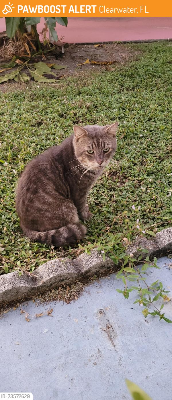 Found/Stray Male Cat last seen Kakusha mobile home park, Clearwater, FL 33756