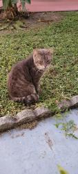 Found/Stray Male Cat last seen Kakusha mobile home park, Clearwater, FL 33756