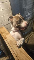 Lost Female Dog last seen Kleinbrook dr, Houston, TX 77066
