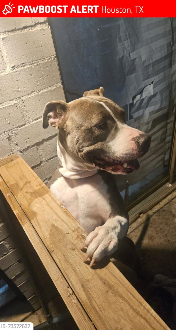 Lost Female Dog last seen Kleinbrook dr, Houston, TX 77066