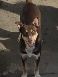 Lost Male Dog last seen Tujunga Ave. & Saticoy st, Los Angeles, CA 91606