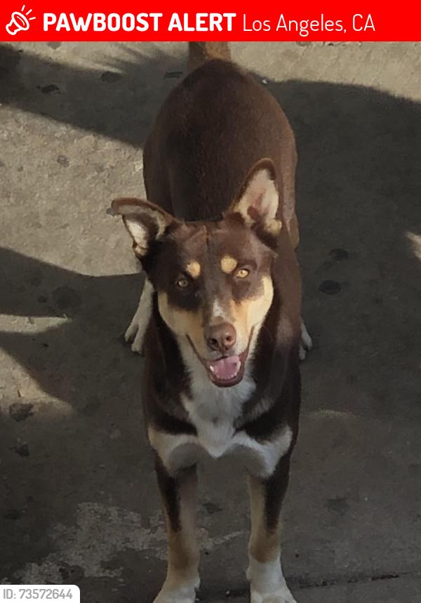 Lost Male Dog last seen Tujunga Ave. & Saticoy st, Los Angeles, CA 91606