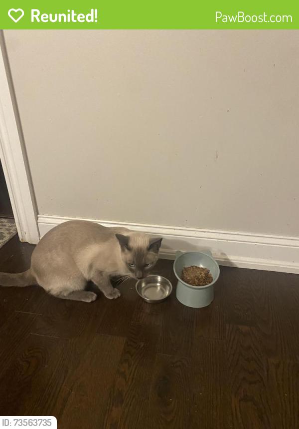 Reunited Male Cat last seen Garden, Oakville, ON L6H 5X6