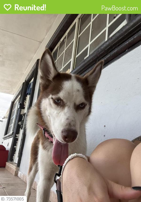 Reunited Female Dog last seen Near nw 27 th ct, Opa-locka, FL 33054