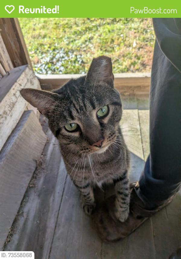 Reunited Male Cat last seen Kutztown rd and Route 100, Hereford Township, PA 19504