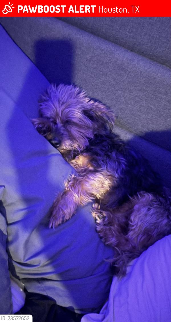 Lost Male Dog last seen N. Vista/N. Meadow, Houston, TX 77073