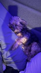 Lost Male Dog last seen N. Vista/N. Meadow, Houston, TX 77073