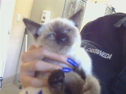Shelter Stray Male Cat last seen Near BLOCK ARCHER AVE/SUNRISE BLVD, 95628, 3839 Bradshaw Rd, Sacramento, CA 95827, USA
