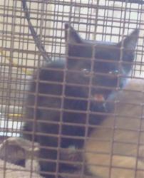 Shelter Stray Unknown Cat last seen WRIGHT ST AT ARDEN WAY, 95825, 3839 Bradshaw Rd, Sacramento, CA 95827, USA