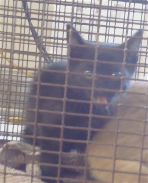 Shelter Stray Unknown Cat last seen WRIGHT ST AT ARDEN WAY, 95825, 3839 Bradshaw Rd, Sacramento, CA 95827, USA