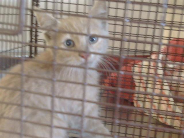 Shelter Stray Unknown Cat last seen WRIGHT ST AT ARDEN WAY, 95825, 3839 Bradshaw Rd, Sacramento, CA 95827, USA