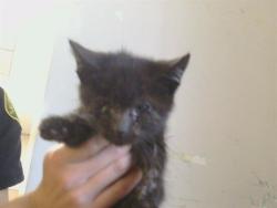 Shelter Stray Male Cat last seen VON WAY/WALNUT AVE, 95608, 3839 Bradshaw Rd, Sacramento, CA 95827, USA