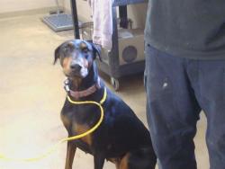 Shelter Stray Female Dog last seen FREMONT CIR/SHENANDOAH DR, SACRAMENTO CA 95841, 3839 Bradshaw Rd, Sacramento, CA 95827, USA