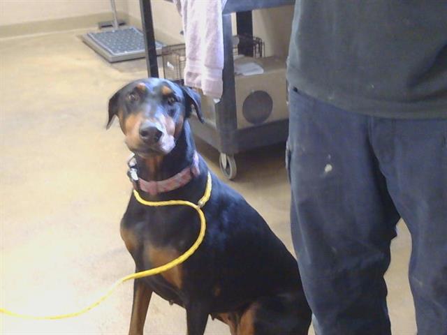 Shelter Stray Female Dog last seen FREMONT CIR/SHENANDOAH DR, SACRAMENTO CA 95841, 3839 Bradshaw Rd, Sacramento, CA 95827, USA