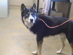 Shelter Stray Male Dog last seen BELVA WAT AT DON JULIO BLVD, 95660, 3839 Bradshaw Rd, Sacramento, CA 95827, USA