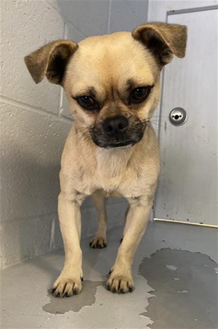 Shelter Stray Male Dog last seen 38TH AVE & FRANKLIN BLVD, 2127 Front St, Sacramento, CA 95818, USA
