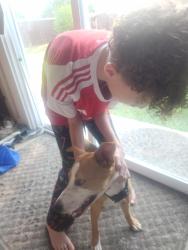 Reunited Male Dog last seen Near Buckingham Drive, Forney, TX 75126