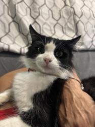 Reunited Male Cat last seen Shoemaker ave between sunshine and beaty, Santa Fe Springs, CA 90650