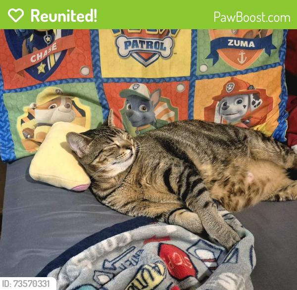 Reunited Female Cat last seen Georgia, beechwood, teakwood, Vallejo, CA 94591