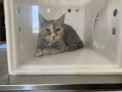 Shelter Stray Female Cat last seen Near BLOCK S. ASH ST, EARLIMART, Visalia, CA 93292, USA