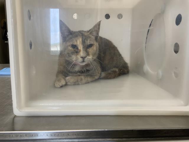 Shelter Stray Female Cat last seen Near BLOCK S. ASH ST, EARLIMART, Visalia, CA 93292, USA
