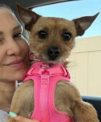 Lost Female Dog last seen Broadway, Huntington, NY 11743