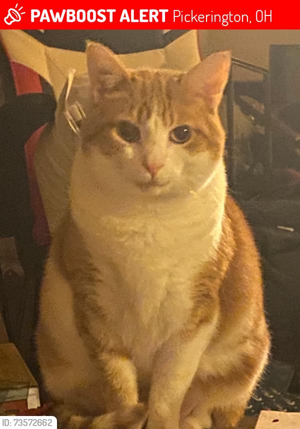 Lost Male Cat last seen Birchwood and Cambridge Way. Near Brookview cndmniums behind Donatos in Pickerington, Pickerington, OH 43147