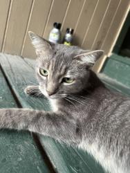 Lost Unknown Cat last seen Near, Pasadena, TX 77503